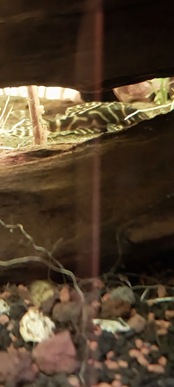 Photographie du post de STK54 