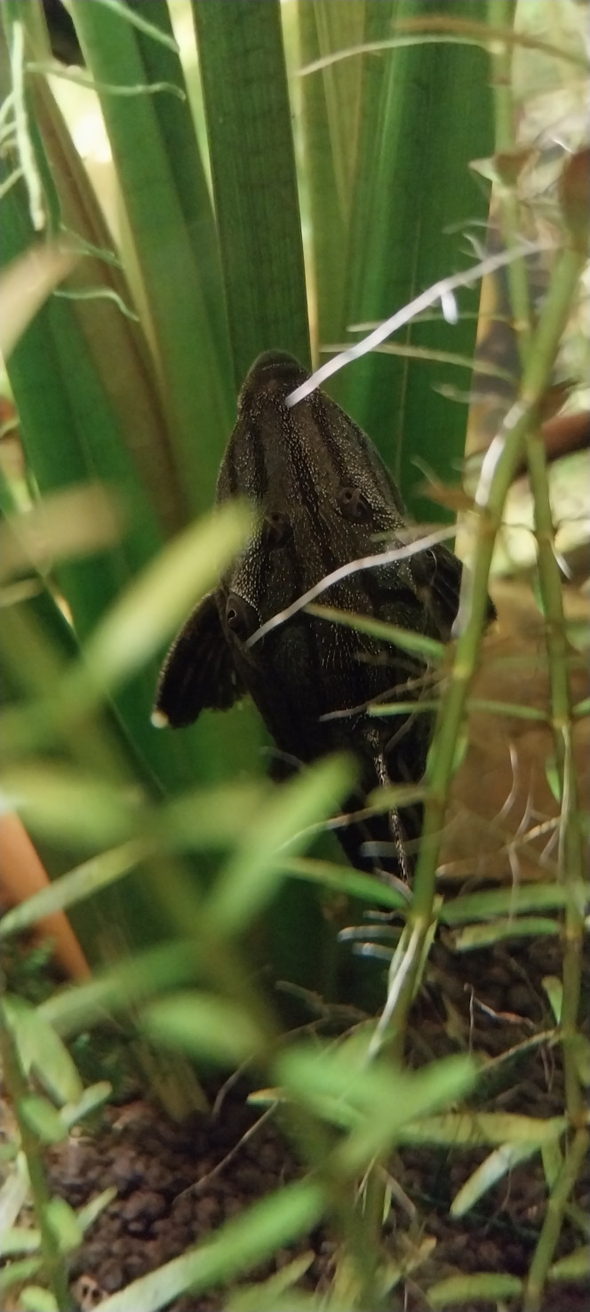 Photographie du post de STK54 