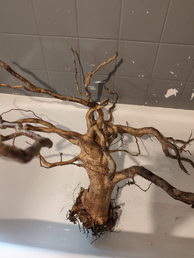 Photographie du post de shanganagh-takhisis 