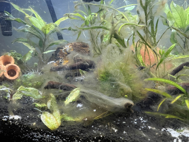 Photographie du post de Bibii07 