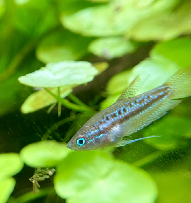 Introduction de premiers habitants Un groupe de 6 Trichopsis pumila