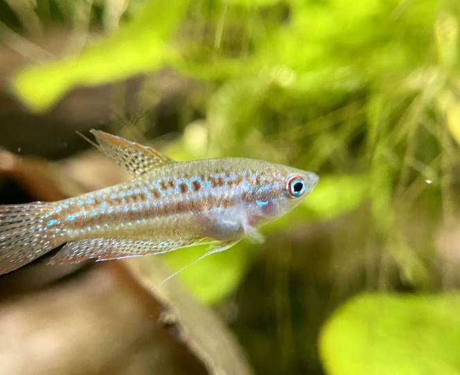 Introduction de premiers habitants Un groupe de 6 Trichopsis pumila