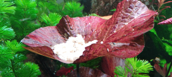 Photographie du post de Olivier1977 