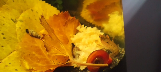 Photographie du post de Olivier1977 