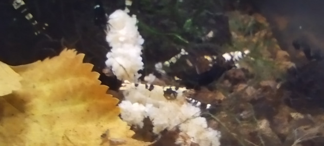 Photographie du post de Olivier1977 