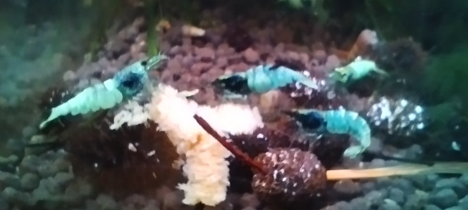 Photographie du post de Olivier1977 