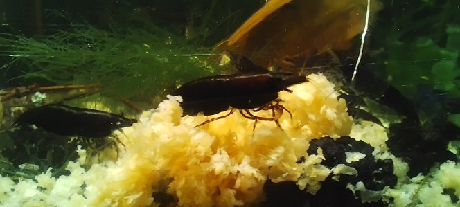 Photographie du post de Olivier1977 