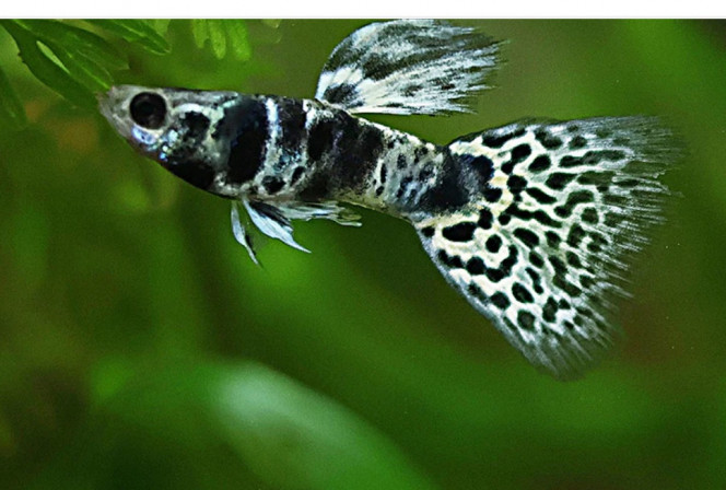 Photographie du post de Chuck35 