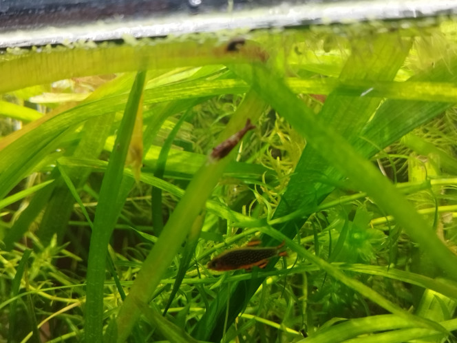 Photographie du post de Orion07 