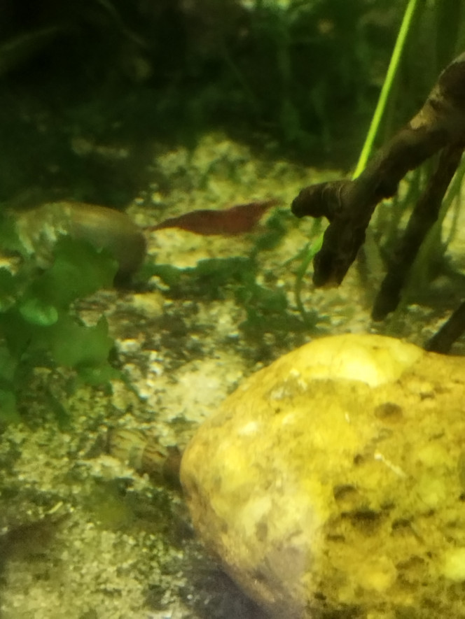 Photographie du post de Orion07 