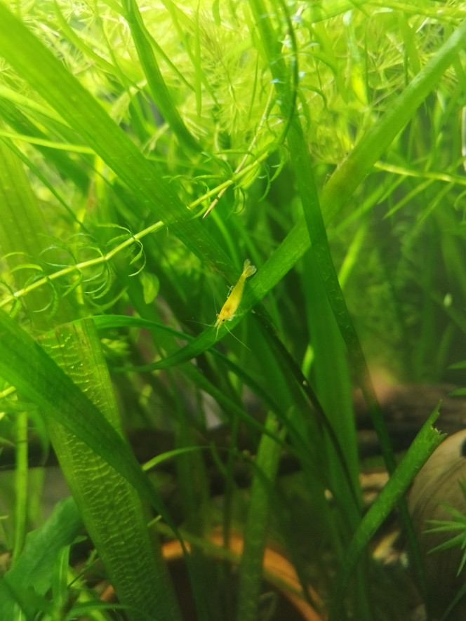 Photographie du post de Orion07 