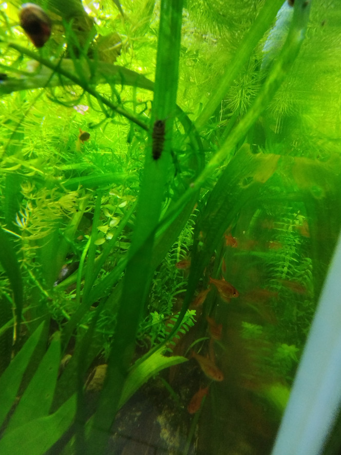 Photographie du post de Orion07 