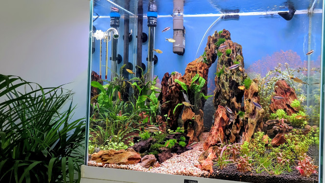 Photographie du post de Yannick66 