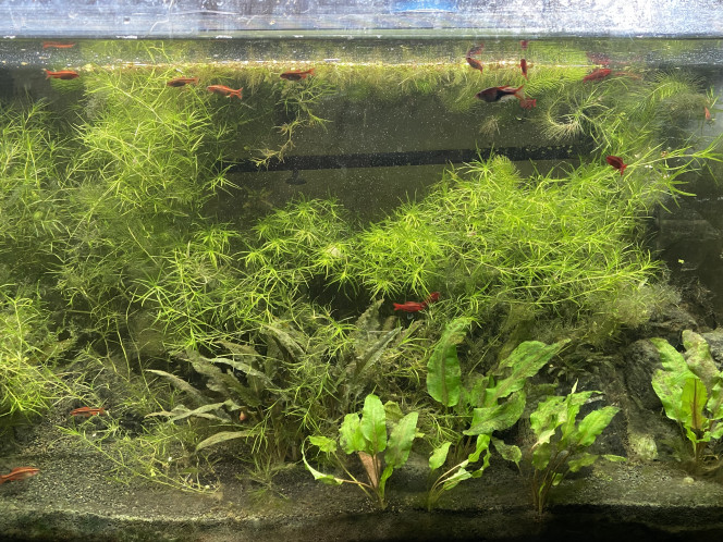 Photographie du post de Emma1234 