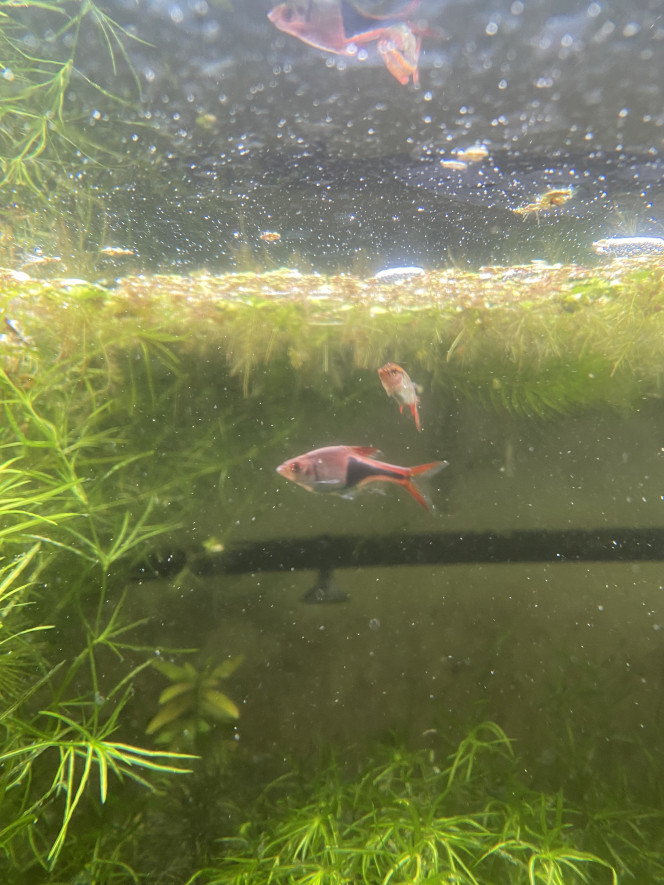 Photographie du post de Emma1234 