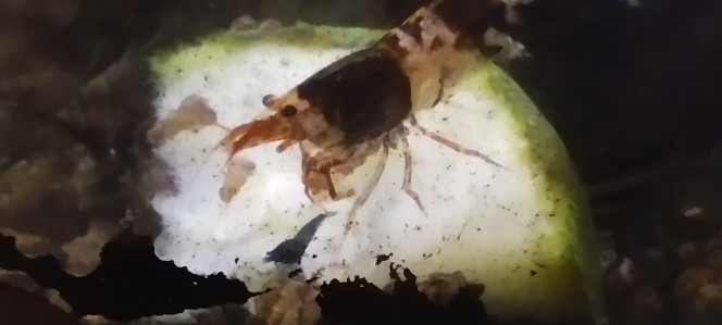 Photographie du post de Olivier1977 