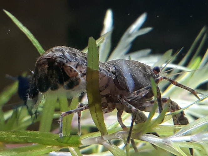 Photographie du post de Dimu 