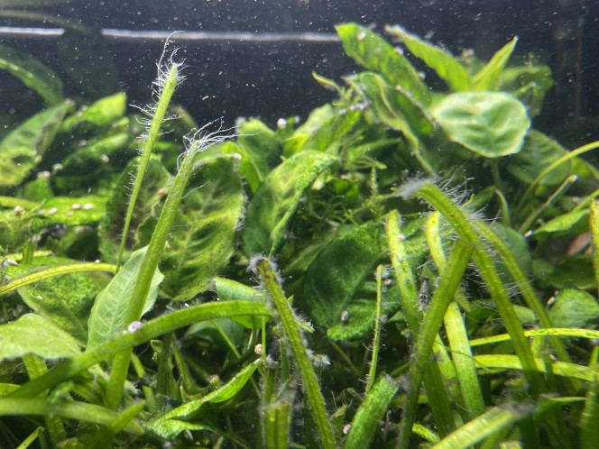 Photographie du post de Molac 