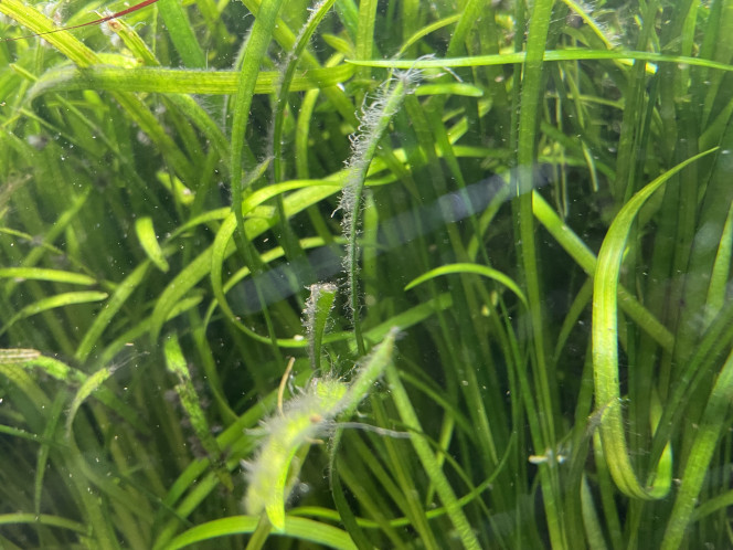 Photographie du post de Molac 