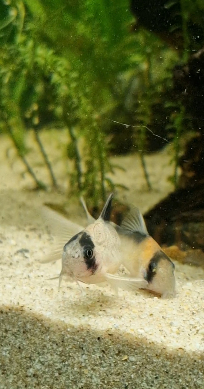 Photographie du post de Catalpa 