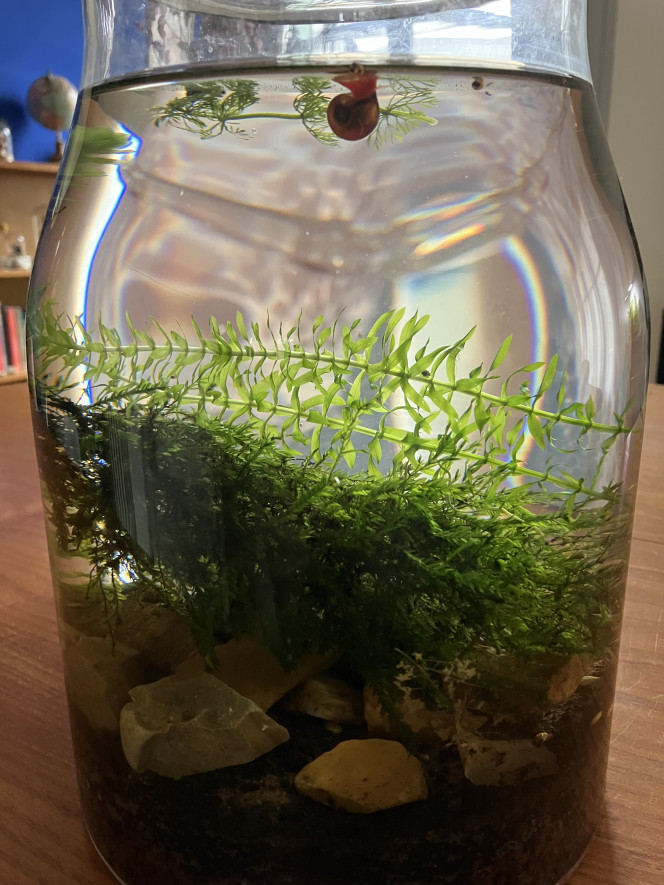  Je suis ravi de ce petit projet. Dans mon aquarium, les poissons règnent sans partage, mais dans cette jarre, tous les petits animaux peuvent vivre paisiblement. Les gammares se sont reproduites et leur nage erratique est très intéressante à observer. Avec les aselles, les escargots et la microfaune, il se passe toujours quelque chose. J’espère vous donner envie de vous lancer de ce genre de petits projets !