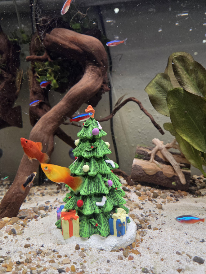 Aquarium en mode Noël 