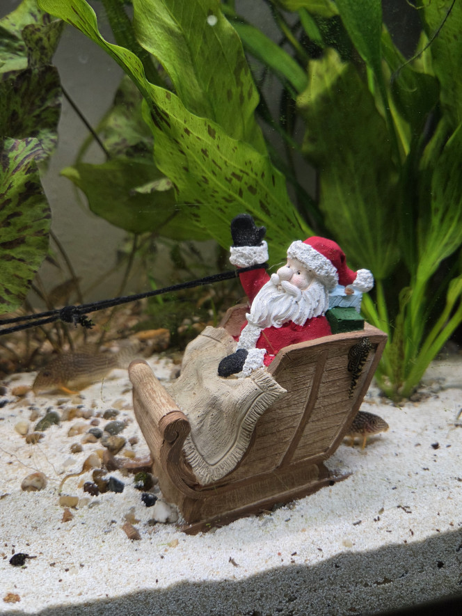 Aquarium en mode Noël 