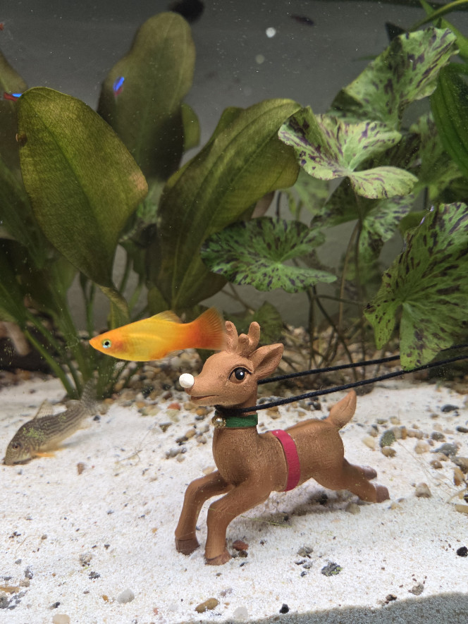 Aquarium en mode Noël 