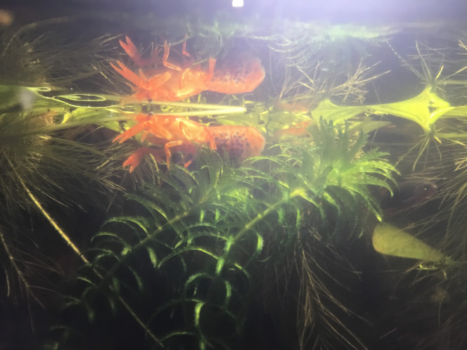 Photographie du post de Dimu 