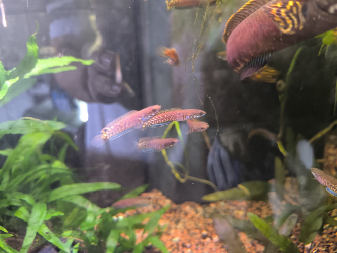 Channa bleheri juvéniles Les jeunes Channa bleheri grandissent bien, pas eu de perte, pas de changement de la part des adultes qui laissent leurs petits tranquilles.