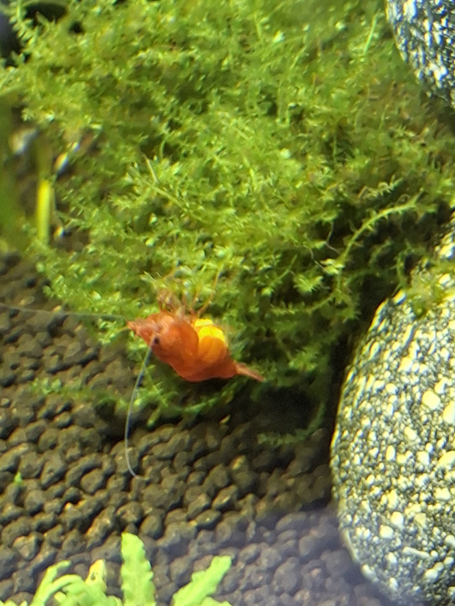 Naissances à venir? On dirait bien que Madame va devenir maman :-)