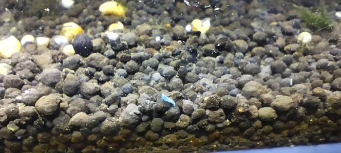 Photographie du post de Olivier1977 