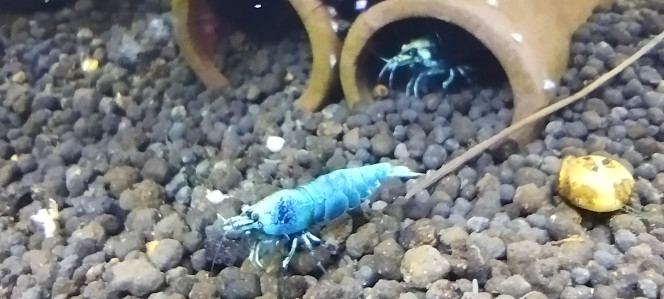 Photographie du post de Olivier1977 