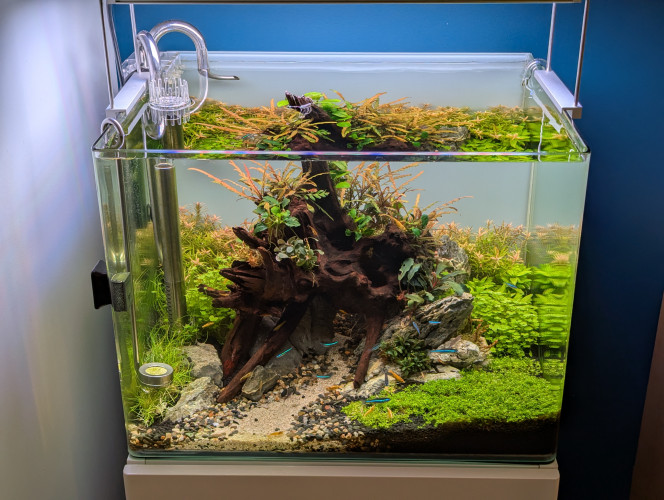 Fini les algues! (Pour le moment) Bonsoir à tous, 
Des nouvelles de mon bac qui a retrouvé une meilleure mine... Il est passé de tout marron a tout vert. 
Je n'ai pas voulu utiliser la méthode du blackout... Je ne sais pas a quel point cela peut affecter les plantes qui ont besoin de beaucoup de lumière , notamment l'hemianthus... 
Du coup je me suis rabattu sur un produit que j'avais déjà utilisé par le passé avec succès. ... Il s'agit du Bio Exit Green de chez Easy life . C'est un traitement sur 15 jours , un 1 er apport puis un 2eme 7 jours plus tard , sans changement d'eau sur les 15 jours. C'est assez particulier car la 1ere semaine j'ai eu comme une accélération de l'invasion brune... Gros nettoyage des plantes et du decor en fin de première semaine , la 2eme semaine il y avait encore de la production d'algues mais beaucoup plus raisonnable. Lors du changement d'eau les dernières algues brunes se détachaient toutes seules , laissant le bac presque tout propre . J'ai relancé un deuxième cycle de traitement pour consolider les résultats du premier .
Résultats des courses , j'ai 2 bucephalandras qui ont rendu l'âme..mais toutes les autres ont parfaitement survécu , notamment l'eleocharis et l'hemianthus (malgré une invasion sévère) . 
Je vous tiendrais au courant du résultat sur la durée. ?