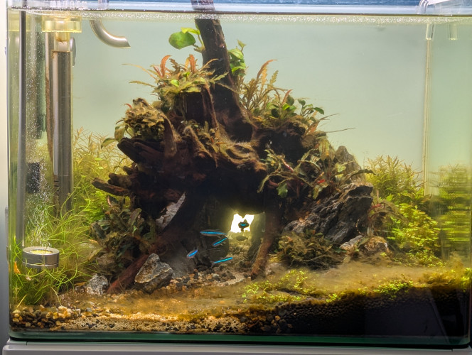 Fini les algues ! ( Pour le moment..) Bonsoir à tous, 
Des nouvelles de mon bac qui a retrouvé une meilleure mine... Il est passé de tout marron a tout vert. 
Je n'ai pas voulu utiliser la méthode du blackout... Je ne sais pas a quel point cela peut affecter les plantes qui ont besoin de beaucoup de lumière , notamment l'hemianthus... 
Du coup je me suis rabattu sur un produit que j'avais déjà utilisé par le passé avec succès. ... Il s'agit du Bio Exit Green de chez Easy life . C'est un traitement sur 15 jours , un 1 er apport puis un 2eme 7 jours plus tard , sans changement d'eau sur les 15 jours. C'est assez particulier car la 1ere semaine j'ai eu comme une accélération de l'invasion brune... Gros nettoyage des plantes et du decor en fin de première semaine , la 2eme semaine il y avait encore de la production d'algues mais beaucoup plus raisonnable. Lors du changement d'eau les dernières algues brunes se détachaient toutes seules , laissant le bac presque tout propre . J'ai relancé un deuxième cycle de traitement pour consolider les résultats du premier .
Résultats des courses , j'ai 2 bucephalandras qui ont rendu l'âme..mais toutes les autres ont parfaitement survécu , notamment l'eleocharis et l'hemianthus (malgré une invasion sévère) . 
Je vous tiendrais au courant du résultat sur la durée.