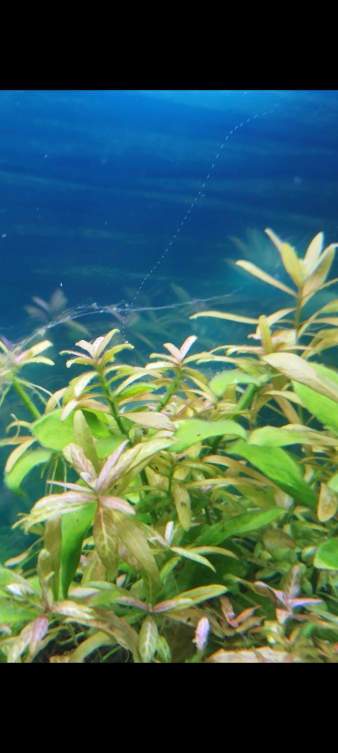 Photographie du post de Lgn02 