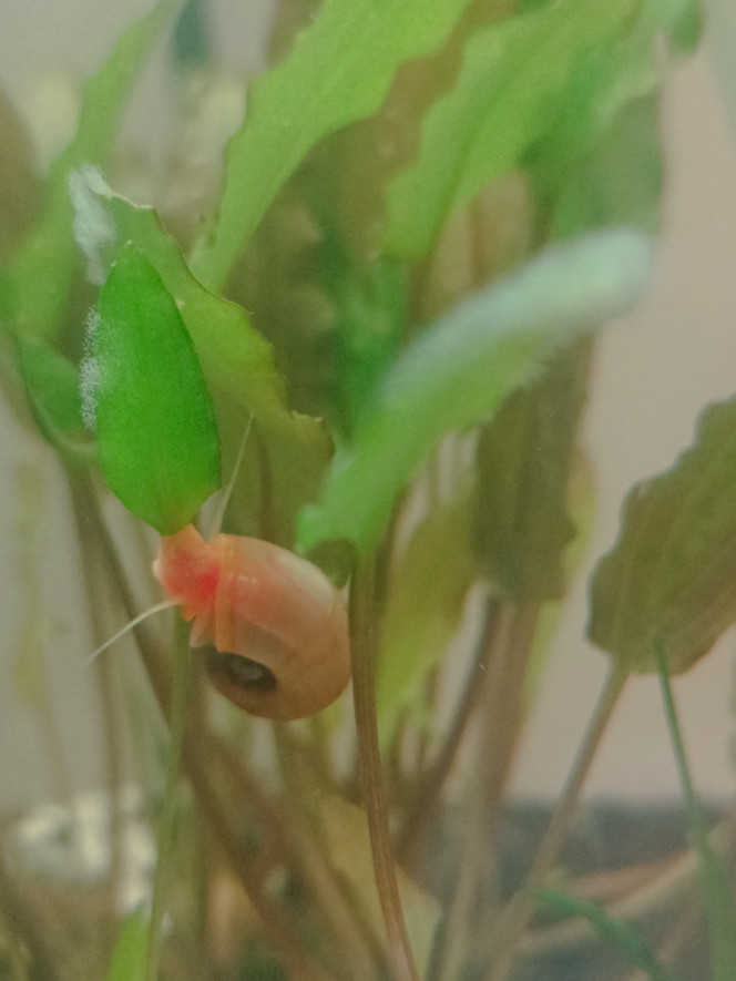 Le bac à crevettes, avec bubulles C'est bien de vouloir un bac low-tech, mais quand les crevettes migrent toutes vers le brin de ceratophyllum qui flotte sous la surface, il faut se rendre à l'évidence : le biotope n'est pas mûr. L'aquarium n'a qu'un mois, après tout. Il est cyclé, mais super jeune.
Donc j'ai installé un filtre qui envoie de la bubulle plusieurs heures par jour. Moyennant ça, tous les habitants de l'aquarium se sentent mieux, nagent dans tout l'espace disponible, et descendent manger au fond.
Quand les plantes auront suffisamment poussé, on y repensera, mais ça va se jouer en mois, je pense.