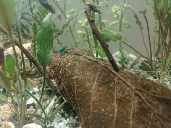 Le bac à crevettes, avec bubulles C'est bien de vouloir un bac low-tech, mais quand les crevettes migrent toutes vers le brin de ceratophyllum qui flotte sous la surface, il faut se rendre à l'évidence : le biotope n'est pas mûr. L'aquarium n'a qu'un mois, après tout. Il est cyclé, mais super jeune.
Donc j'ai installé un filtre qui envoie de la bubulle plusieurs heures par jour. Moyennant ça, tous les habitants de l'aquarium se sentent mieux, nagent dans tout l'espace disponible, et descendent manger au fond.
Quand les plantes auront suffisamment poussé, on y repensera, mais ça va se jouer en mois, je pense.