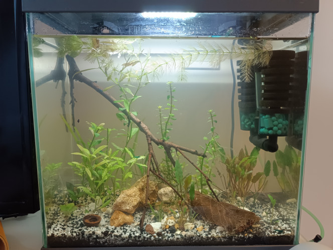 Le bac à crevettes, avec bubulles C'est bien de vouloir un bac low-tech, mais quand les crevettes migrent toutes vers le brin de ceratophyllum qui flotte sous la surface, il faut se rendre à l'évidence : le biotope n'est pas mûr. L'aquarium n'a qu'un mois, après tout. Il est cyclé, mais super jeune.
Donc j'ai installé un filtre qui envoie de la bubulle plusieurs heures par jour. Moyennant ça, tous les habitants de l'aquarium se sentent mieux, nagent dans tout l'espace disponible, et descendent manger au fond.
Quand les plantes auront suffisamment poussé, on y repensera, mais ça va se jouer en mois, je pense.