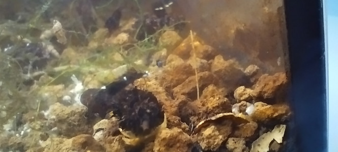 Photographie du post de Olivier1977 