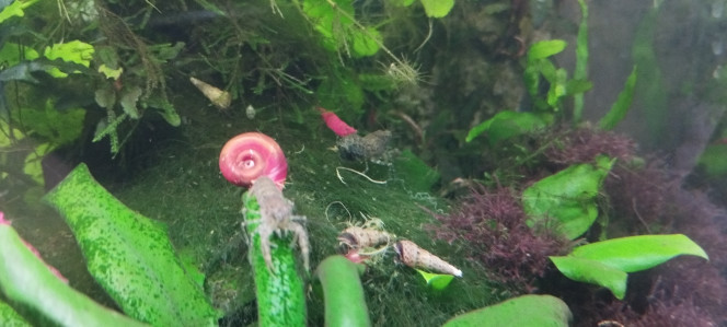 Photographie du post de Olivier1977 