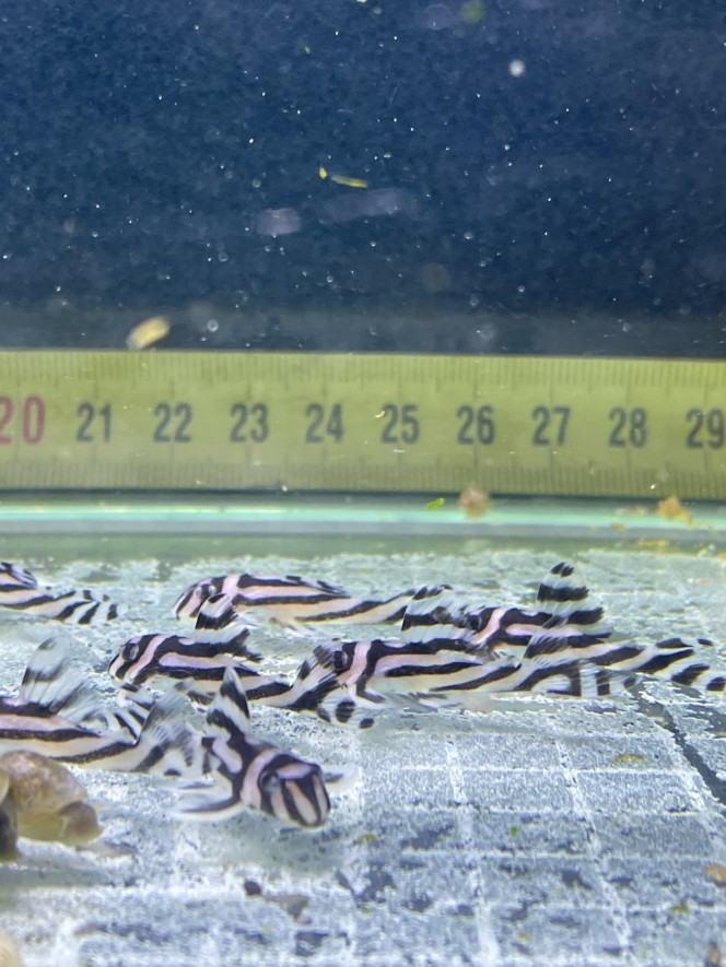 Photographie du post de Aquarius.0103 