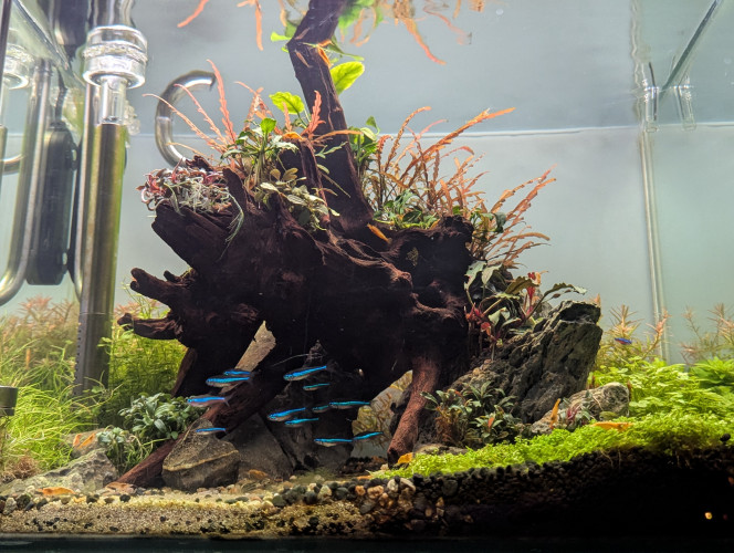 Poissons et crevettes Voici mon petit banc de pacheirodons simulans , à l'abri sous leur racine , accompagnés de mes petites néocaridinas jaunes ☺️