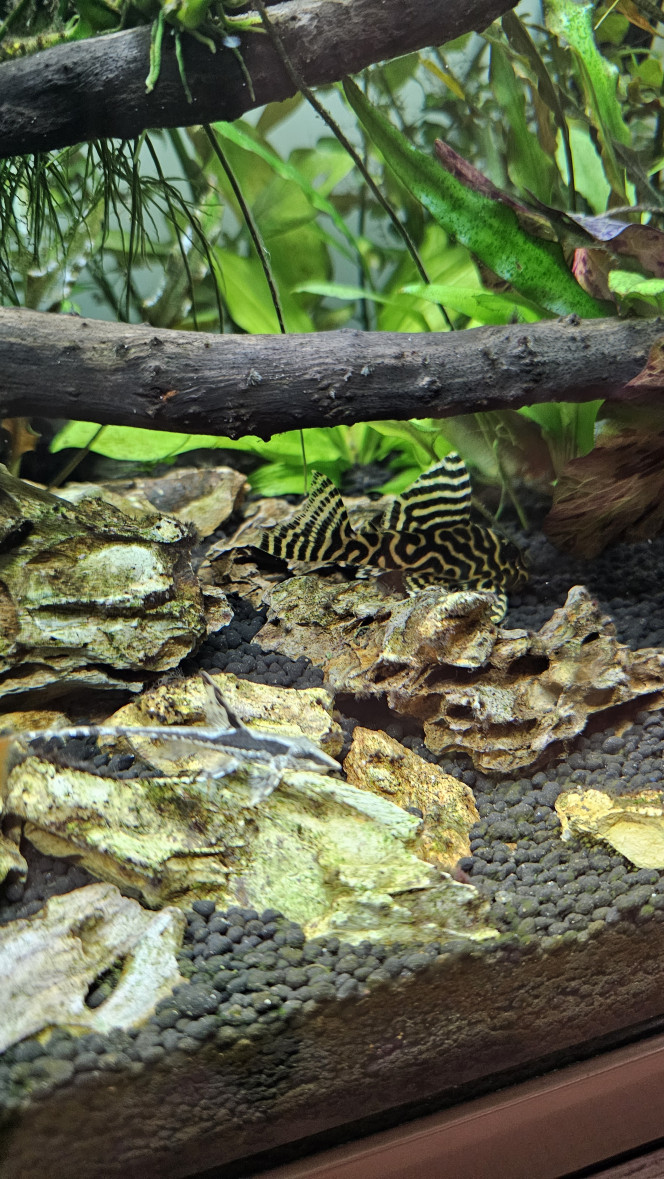 Photographie du post de Jordix7 