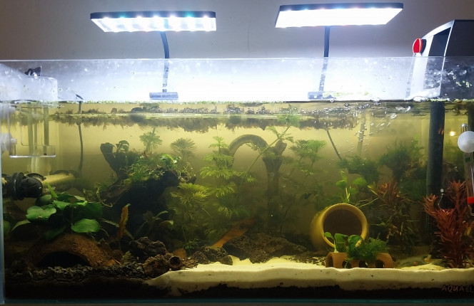 Le monde de Bloups Bientot 3 semaines de cyclage. Pic de nitrites effectué.