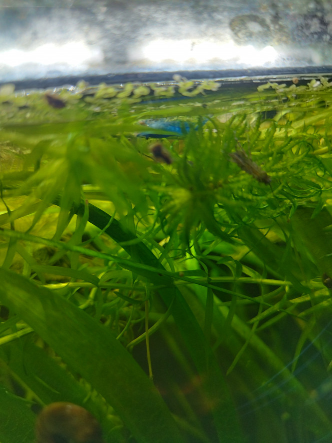 Photographie du post de Orion07 