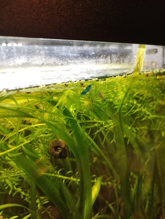 Photographie du post de Orion07 