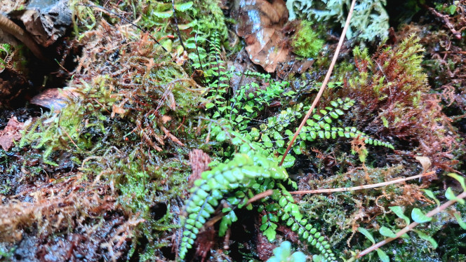 Paludarium carnivore ! Ajout de boutures de pinguicula et de sphaigne.
Quelques vues rapprochées.
Je dois modifier l'éclairage pour limiter les reflets qui rendent presque impossible les vues d'ensemble