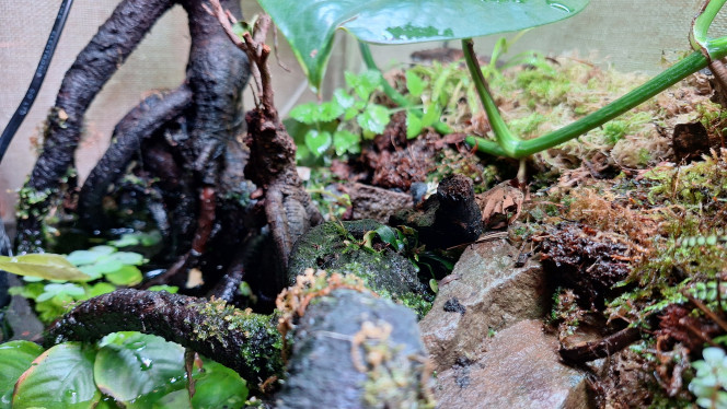 Paludarium carnivore ! Ajout de boutures de pinguicula et de sphaigne.
Quelques vues rapprochées.
Je dois modifier l'éclairage pour limiter les reflets qui rendent presque impossible les vues d'ensemble