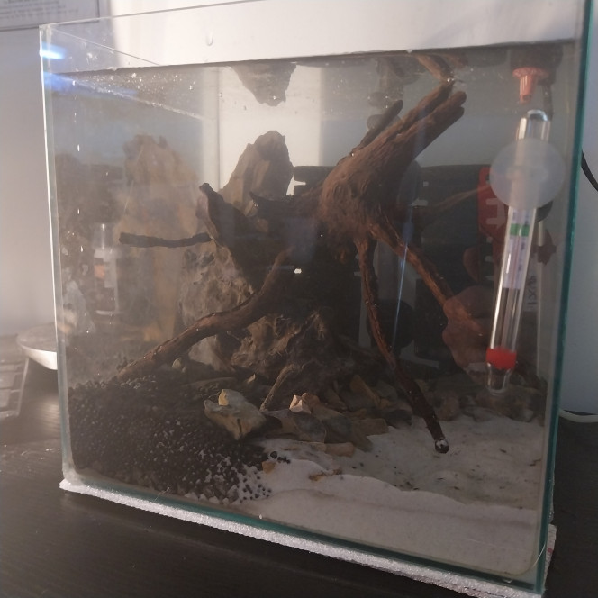 Changement d eau effectué Changement de 100% d eau osmosee remineralisé effectué à trois semaine du demarrage du bac.
Nettoyage des champignons sur les racines

Kh = 0
Gh = 5
Us/cm = 298